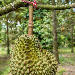 Bibit Pohon Durian Namlung Kualitas Unggul