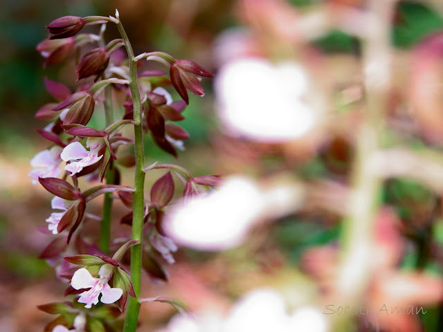 Calanthe discolor