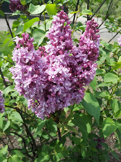 flowers, lilacs