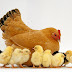 Cermat Memberi Vitamin Pada Ayam 