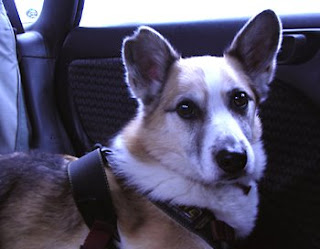 Me, Tilin Corgi, riding in our car