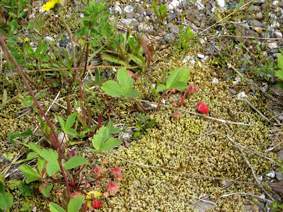 Newfoundland's wild strawberries, lichen, tundra like nordic ground cover