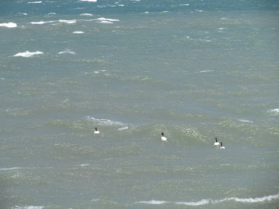 aves de la costa atlántica