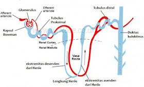 Gambar anatomi nefron