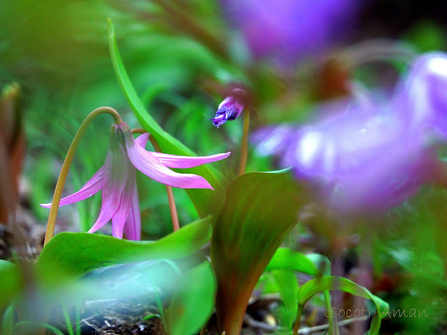 Erythronium japonicum