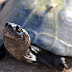 Folly Beach installs new turtle-friendly lighting