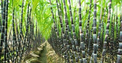 Sugarcane photos