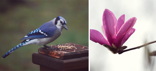 The Flying Clubhouse: Signs of Spring