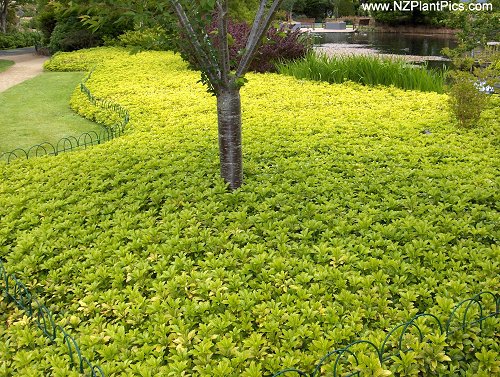 landscaping ideas front yard drought tolerant LowGrowing Ground Cover Plants | 500 x 377