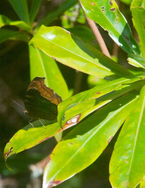 Brown Pansy (Junonia hedonia) 