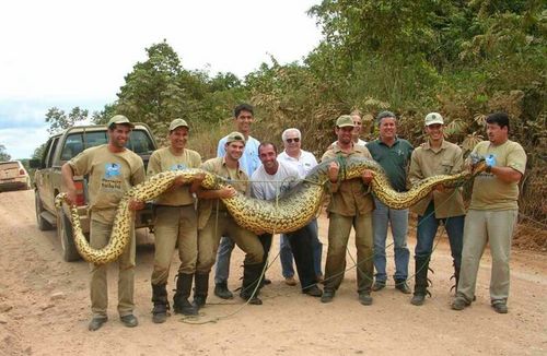 Anaconda Hijau hidup di sungai-sungai Hutan Amazon