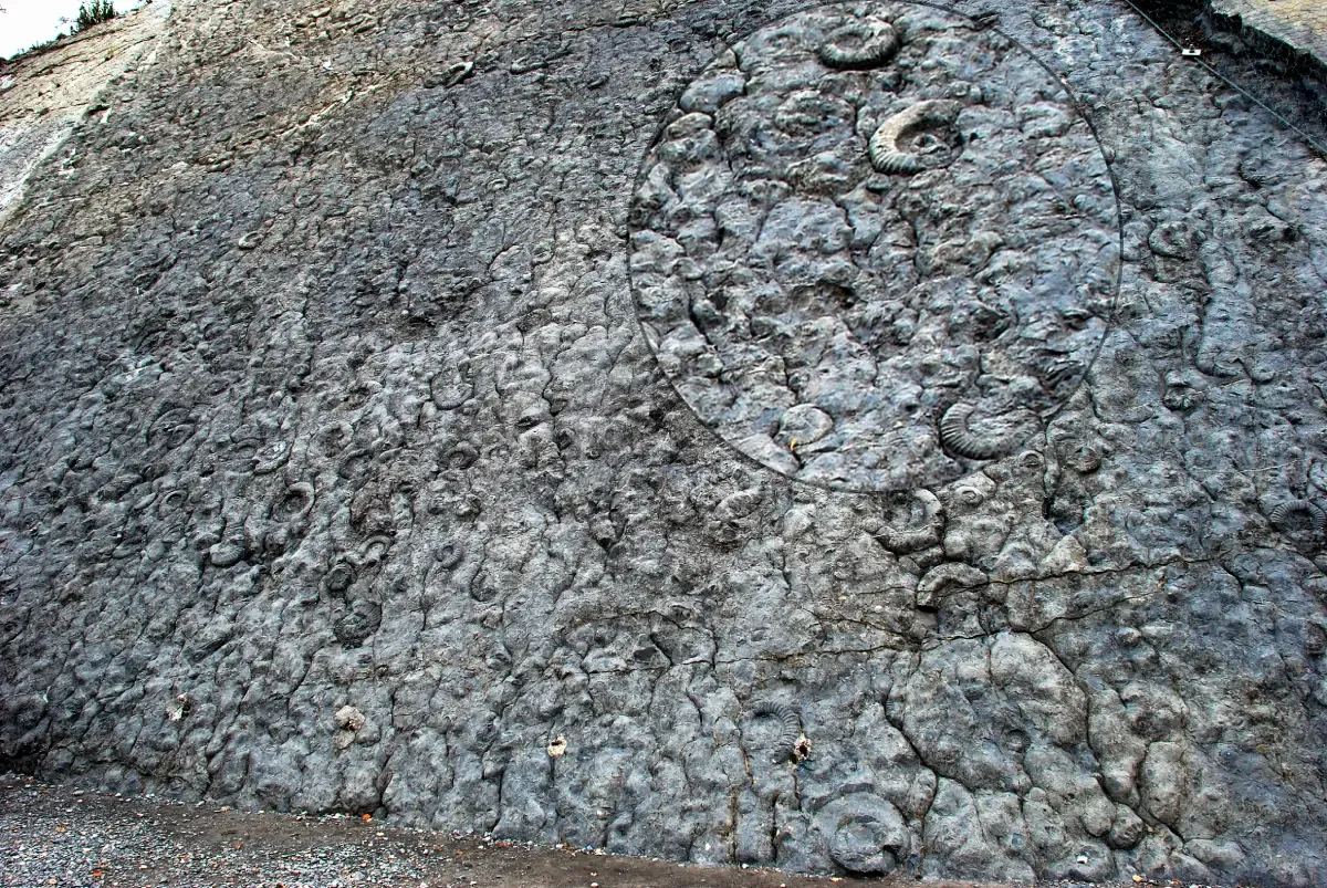 Jurassic Ammonite Wall: A Treasure Trove of Jurassic Fossils