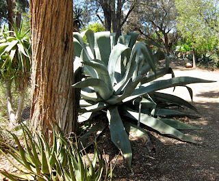 non-flowering Agave