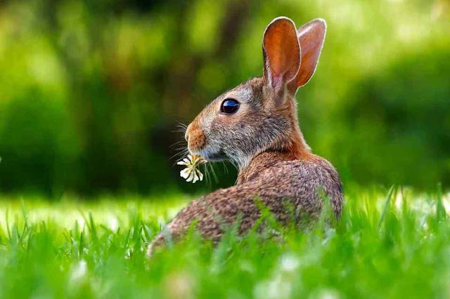 Frohe Ostern und schöne Ostertage wünscht AVENTIN.de