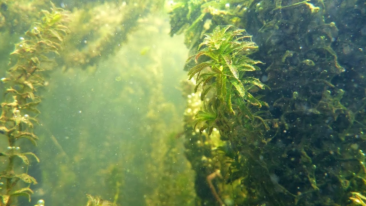 Aquatic Vegetation Control