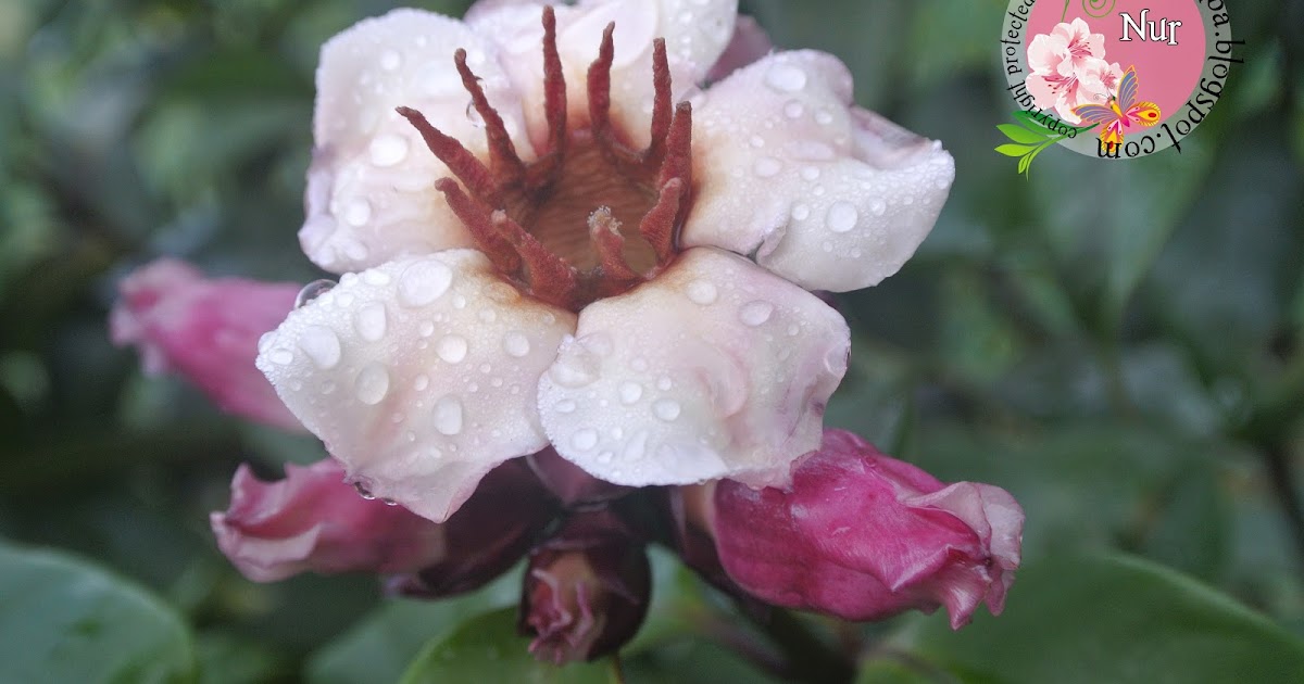 Cetusan Rasa Bunga  Jepun atau Nerium Oleander 