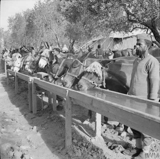 Indian mule train, 24 February 1942 worldwartwo.filminspector.com
