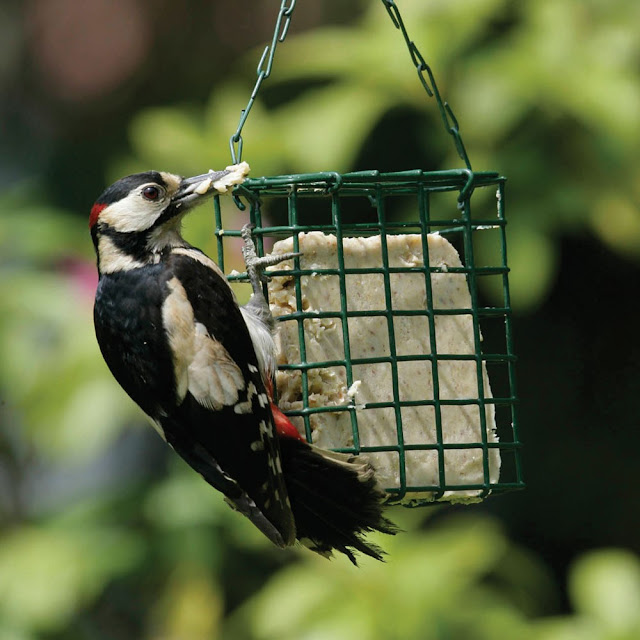 Bird Feeding Bird