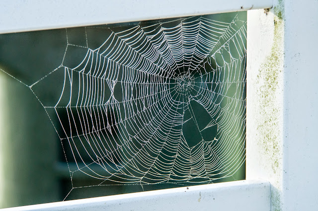 Spider Web, FM 660, Ennis