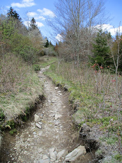 Trail to Massie Gap at Grayson Highlands State Park © Katrena