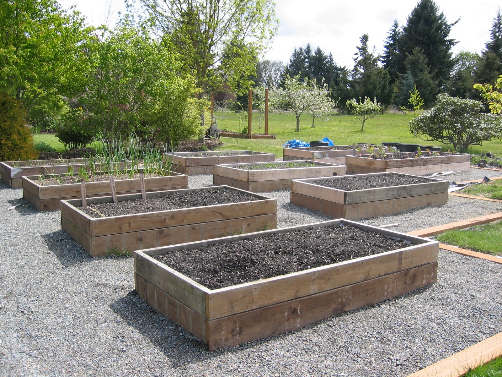 The Tacoma Kitchen Garden Journal: Raised Vegetable Beds