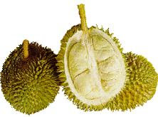 Manfaat Buah  Durian Informasi Kesehatan