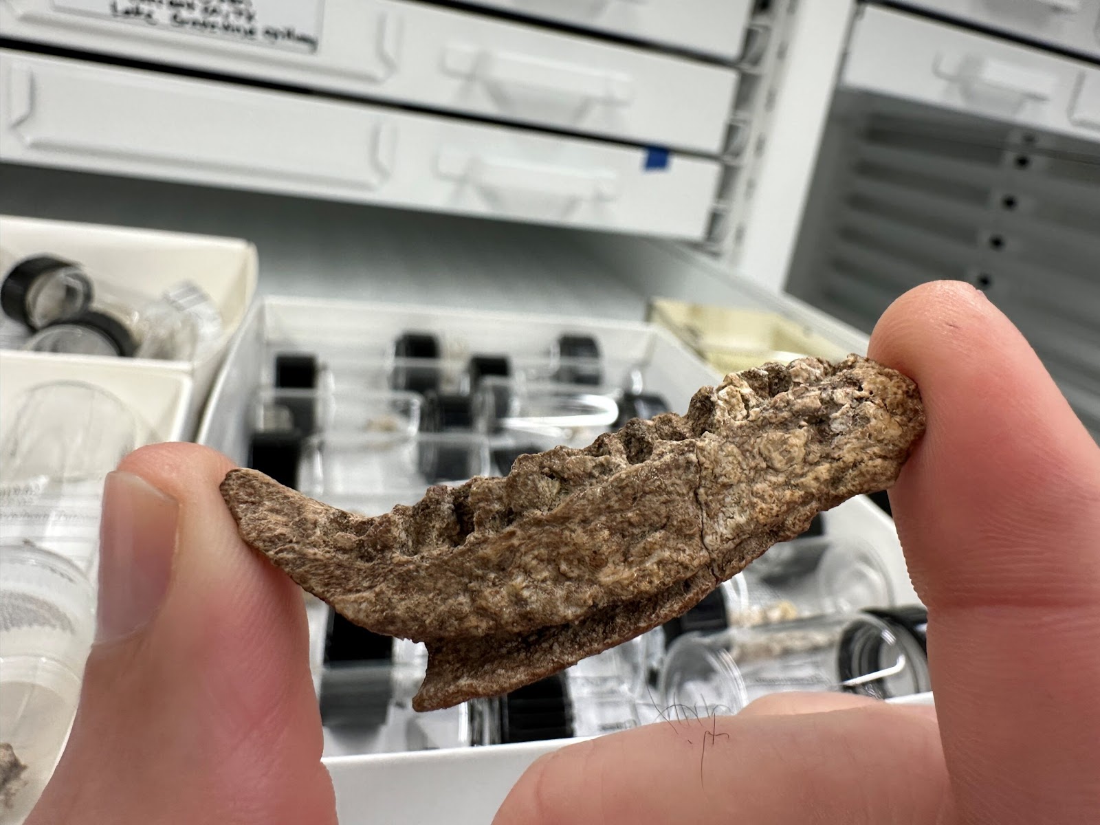 Το απολίθωμα των οστών της γνάθου του δεινοσαύρου Ampelognathus coheni. [Credit: Perot Museum of Nature and Science]