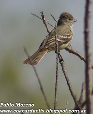 alt="suiriri pico corto,sublegatus modestus,aves de Mendoza"