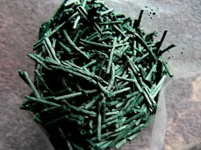 A photo of cultivated Spirulina