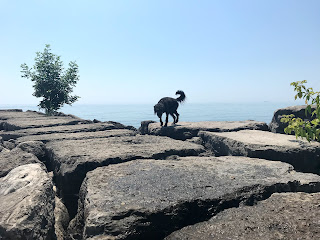 Dog on Rocks along Lake Ontario below Scarborough Heights Park