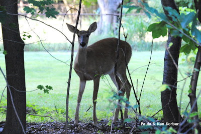 mama deer looking for fawns