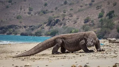 Ada banyak faktor anatomi, internal dan faktor geografis yang mendukung keberlangsungan hidup komodo dragon sehingga tidak punah dan tetap eksis selama jutaan tahun