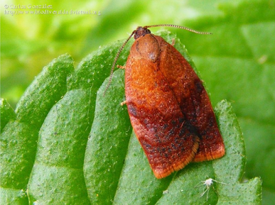 http://www.biodiversidadvirtual.org/insectarium/Cacoecimorpha-pronubana-img465214.html