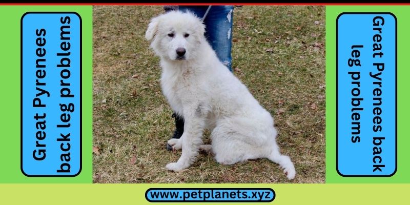 Great Pyrenees health issues
