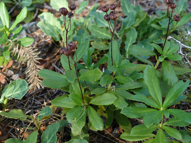 seed pods of Chimaphila umbellata