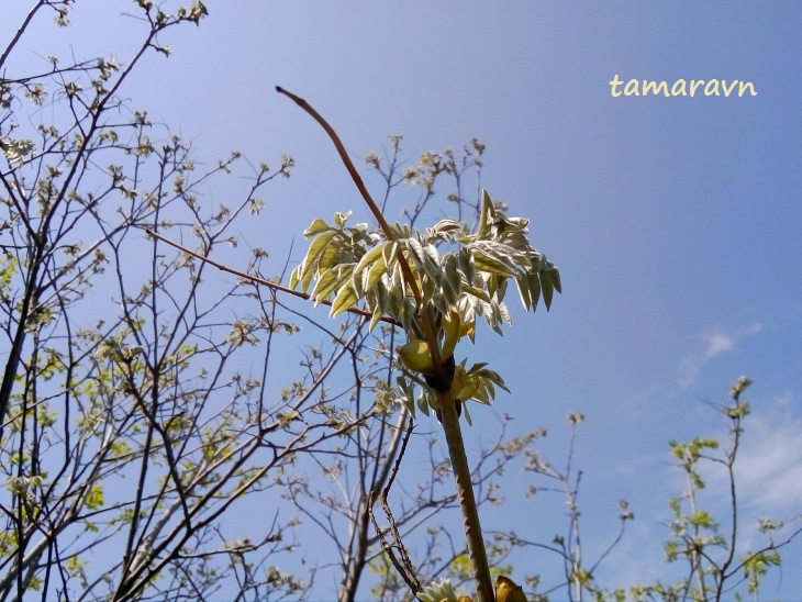 Маакия амурская (Maackia amurensis)