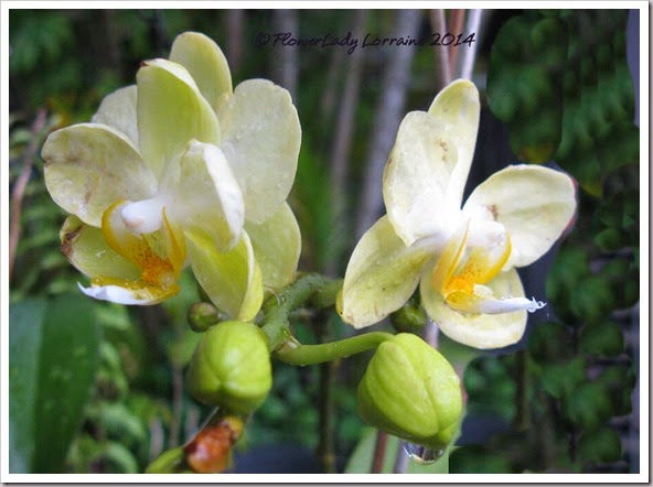 03-18-unkn-orchid 03-18-unkn-orchid