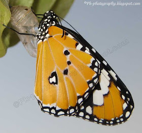 Milkweed butterfly