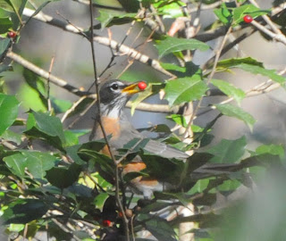 American Robin eating American Holly berries at Audubon's Francis Beidler Forest by Mark Musselman