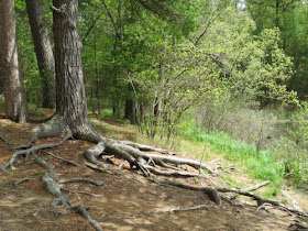 tree with roots like tentacles