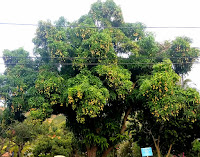 Mango tree with fruits, Honolulu, HI