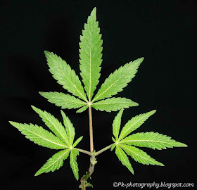 Marijuana Leaf