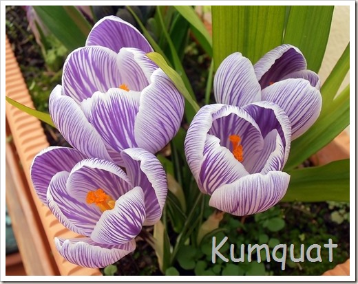 crocus1