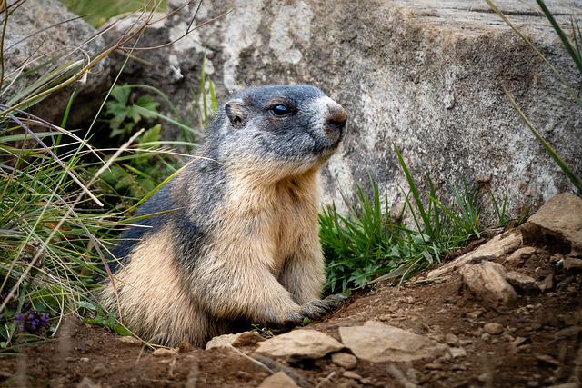 perchè fischiano le marmotte