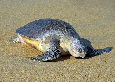 Penyu Ridel (Lepidochelys olivacea)