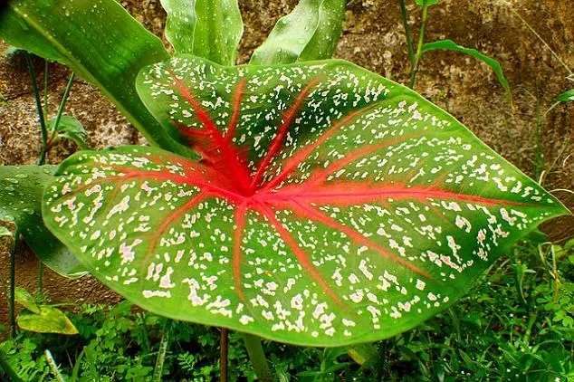 tinhorão planta tóxica