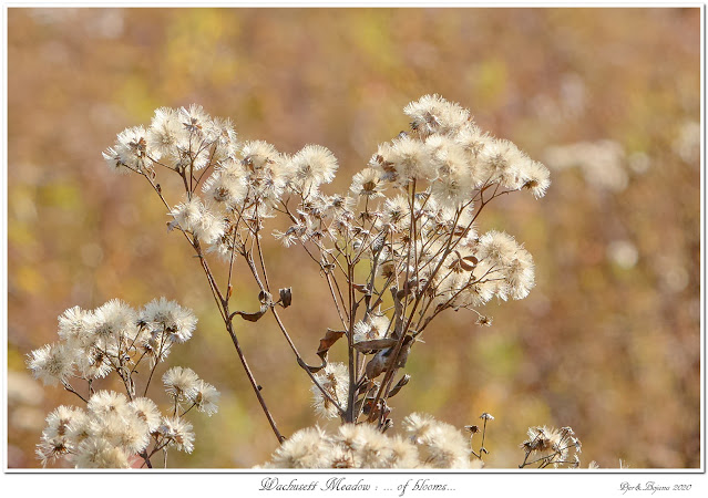 Wachusett Meadow: ... of blooms...