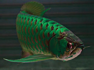 Dragon Fish Arowana Beauty