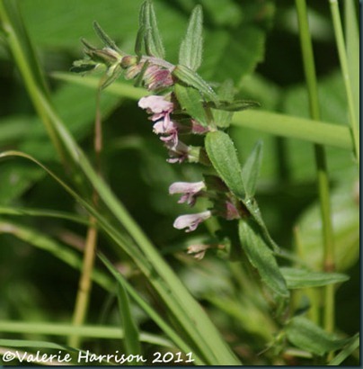 28-red-bartsia