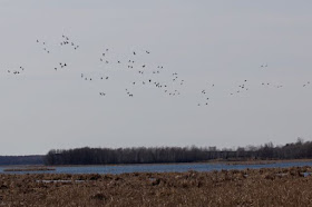 Spring waterfowl: Northbound